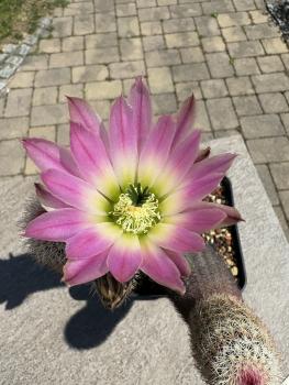 Echinocereus dasyacanthus